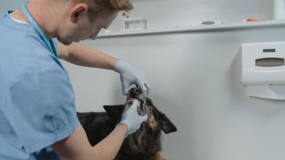 7 Key Steps to Safely Prepare for Your Dog’s Tooth Extraction