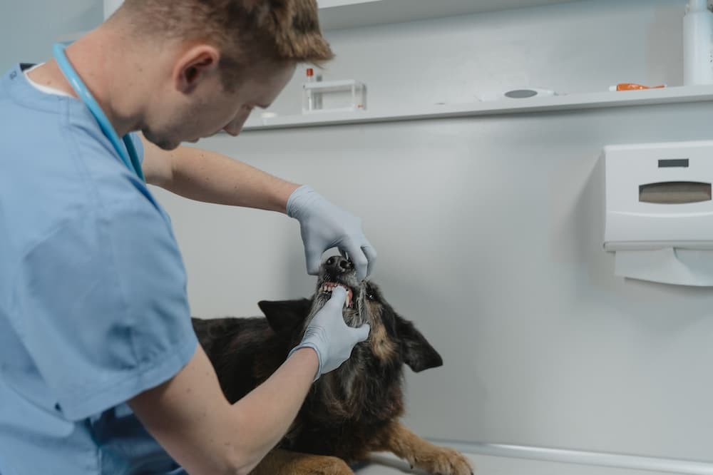 7 Key Steps to Safely Prepare for Your Dog’s Tooth Extraction