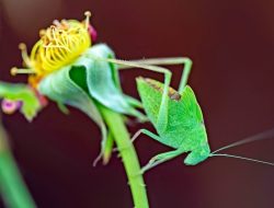 Nighttime Serenades: Katydids and Crickets in Your Garden Nighttime Serenades: Katydids and Crickets in Your Garden