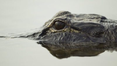 Huntsville Reveals Details on Recent Spike in Alligator Sightings