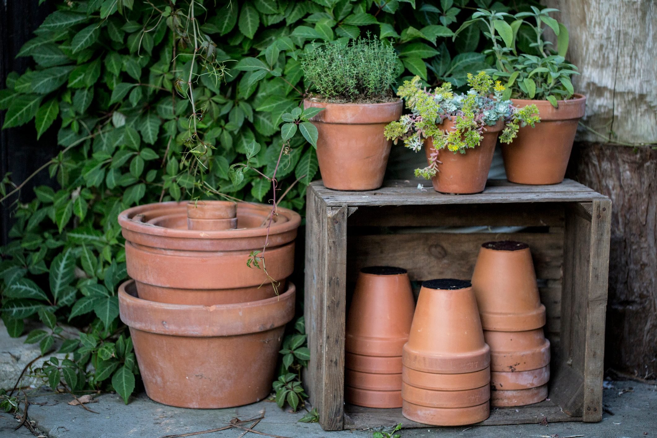 Choose The Right Type of Planter for Your Plant