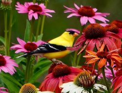 Bird Feeder Makeovers: Camouflage the Bare Spots in Your Garden
