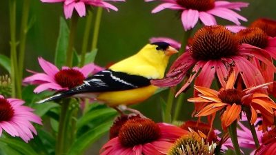 Bird Feeder Makeovers: Camouflage the Bare Spots in Your Garden
