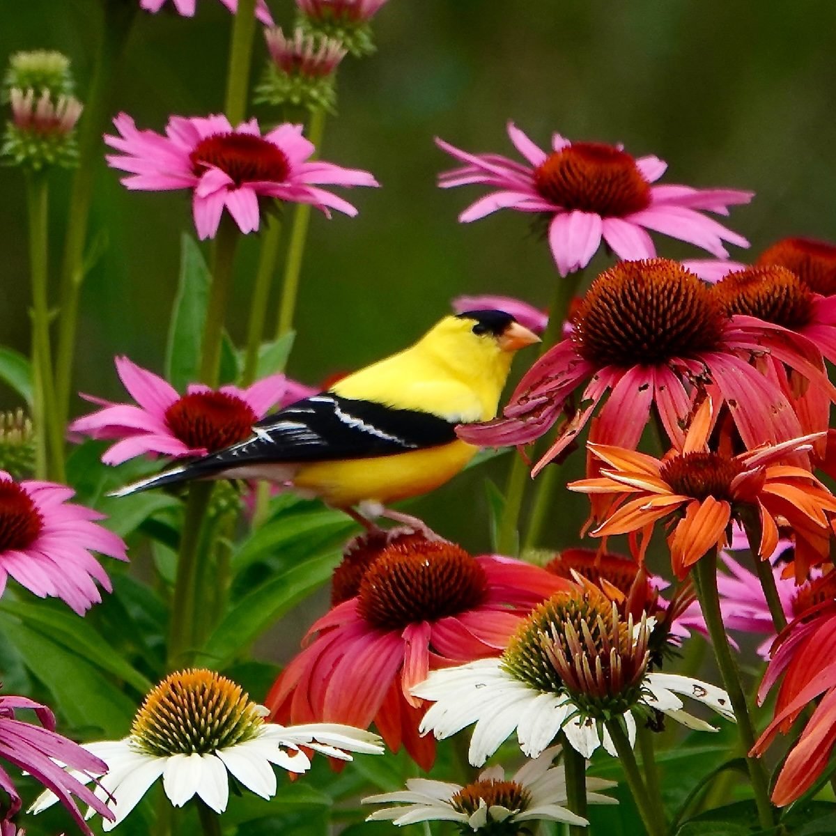 Bird Feeder Makeovers: Camouflage the Bare Spots in Your Garden