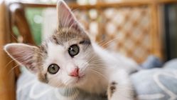Lebih Baik Punya Kucing di Rumah untuk Atasi Stres, Daripada Membayar Biaya Healing yang Mahal