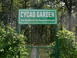 Uttarakhand’s First Cycad Garden Blossoms in Haldwani Uttarakhand’s First Cycad Garden Blossoms in Haldwani