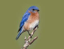 What the Sight of a Bluebird Really Means