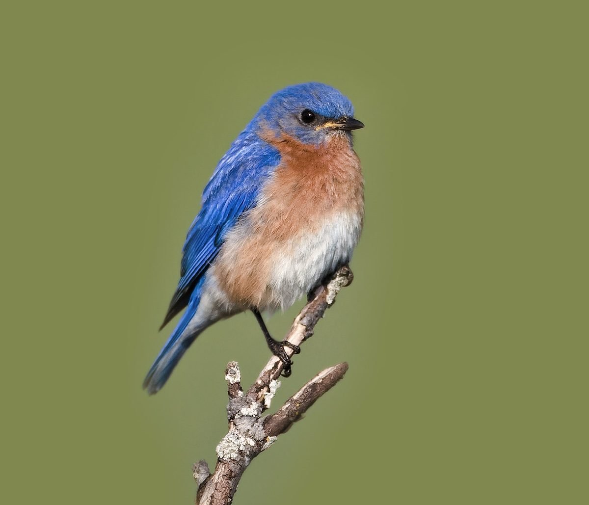What the Sight of a Bluebird Really Means
