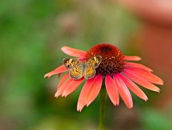 7 Summertime Nectar Flowers to Lure Butterflies