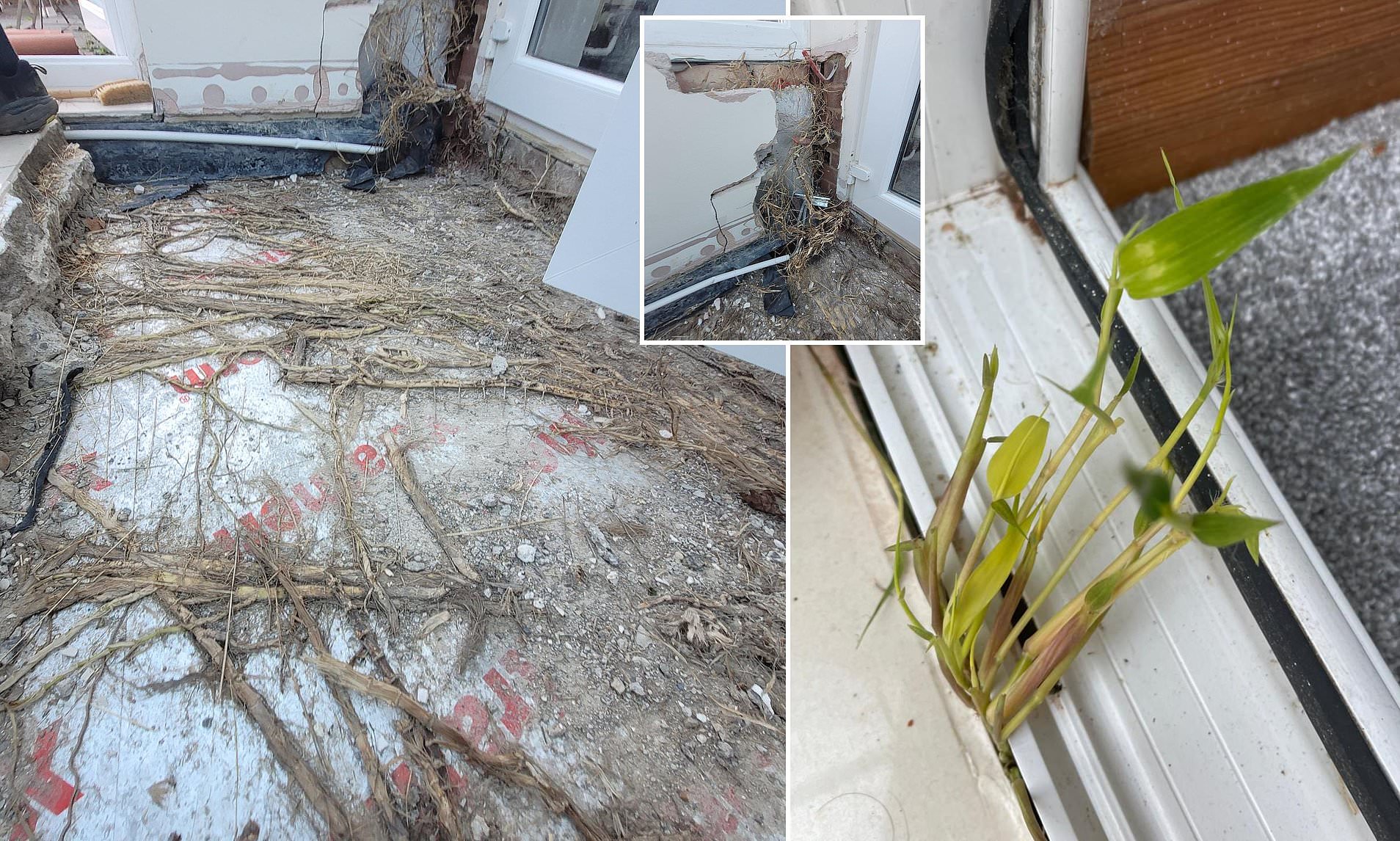 Bamboo Blitz: Neighbors’ Overgrowth Costs Couple £60k in Repairs