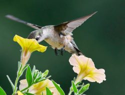 16 Vibrant Plants That Lure Hummingbirds and Butterflies All Summer Long 16 Vibrant Plants That Lure Hummingbirds and Butterflies All Summer Long
