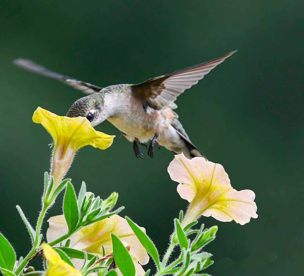 16 Vibrant Plants That Lure Hummingbirds and Butterflies All Summer Long