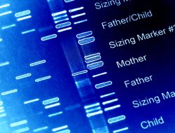 Unveiling the Genetic Dimmer Switch That Controls Embryonic Development Unveiling the Genetic Dimmer Switch That Controls Embryonic Development