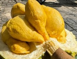 Vietnamese Durian: A Top Delicacy in Southeast Asian Fruits