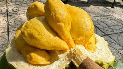 Vietnamese Durian: A Top Delicacy in Southeast Asian Fruits