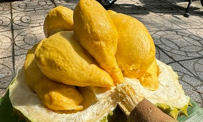 Vietnamese Durian: A Top Delicacy in Southeast Asian Fruits