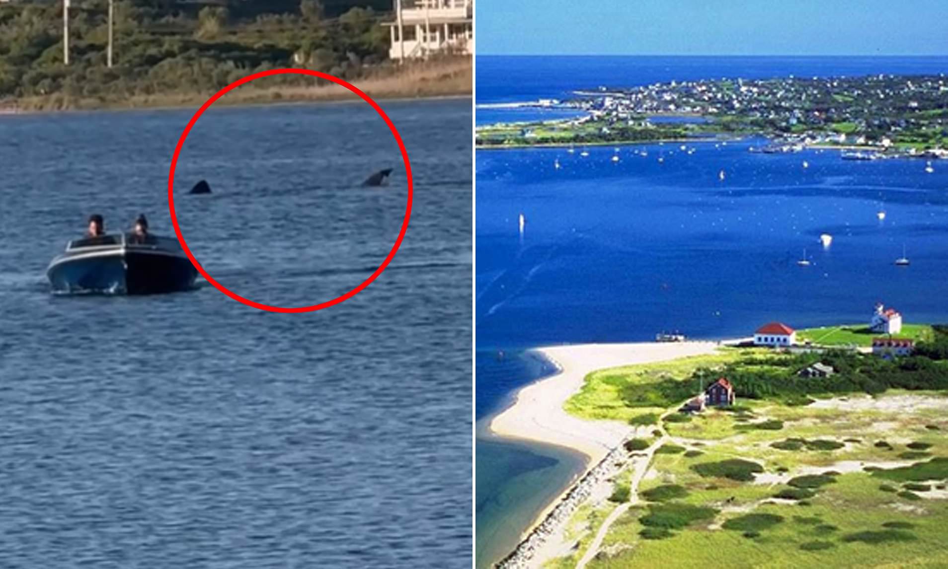Shark Shock: Enormous Twenty-Foot Predator Spotted in Rhode Island Pond