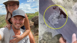 Wandering Nomads Spot Rare Creature in Shallow Waters: A Fascinating Encounter