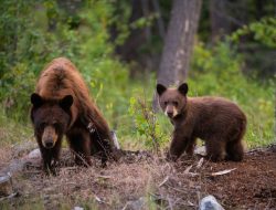 Bear Attacks Twice Within Hour: Man and Woman Injured Bear Attacks Twice Within Hour: Man and Woman Injured