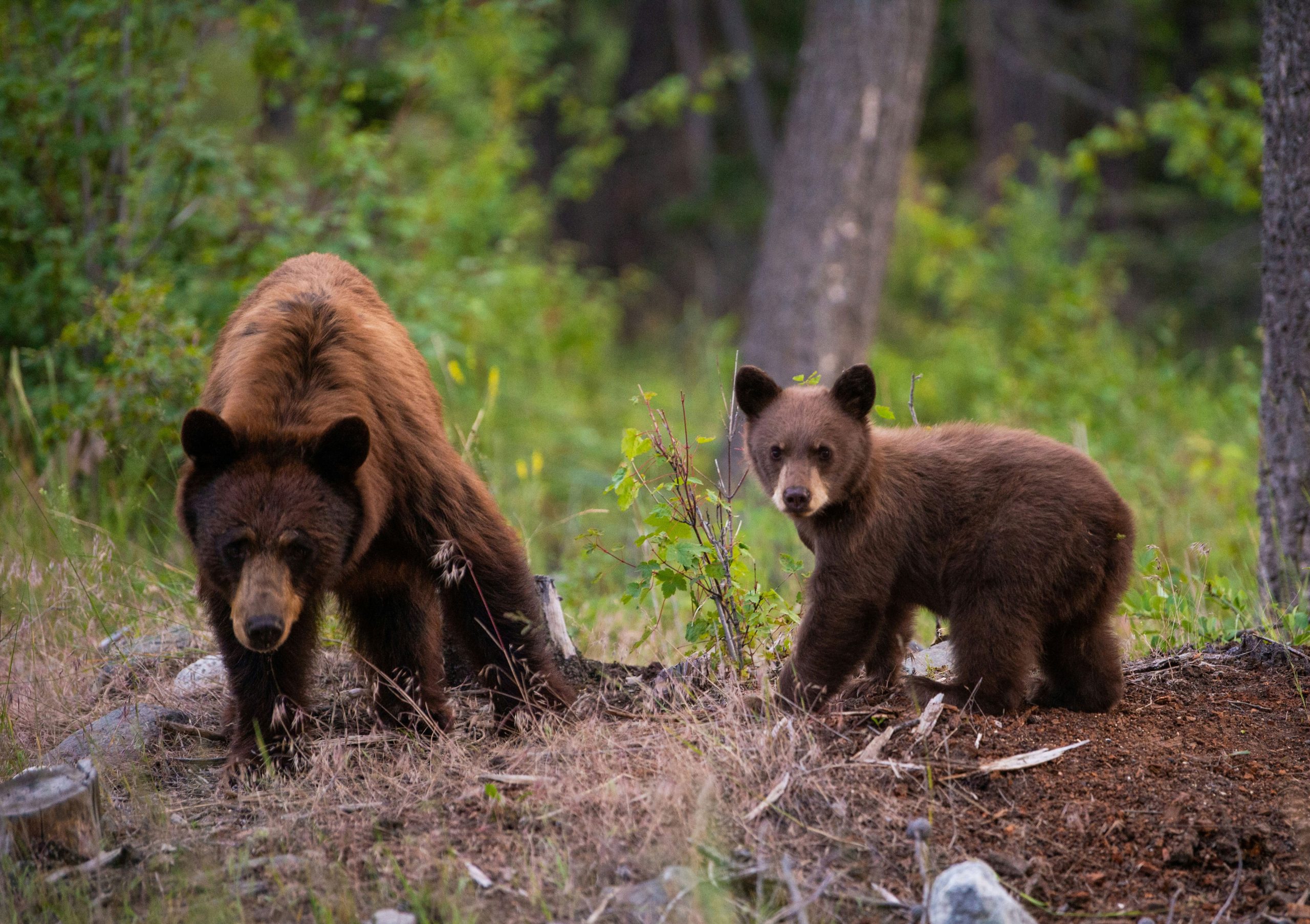 Bear Attacks Twice Within Hour: Man and Woman Injured