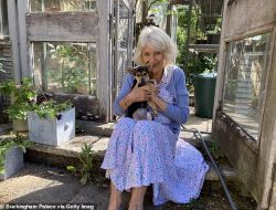 The Royal Pair Paws the Way: Jack Russell Fever Soars by 75% in Britain! The Royal Pair Paws the Way: Jack Russell Fever Soars by 75% in Britain!