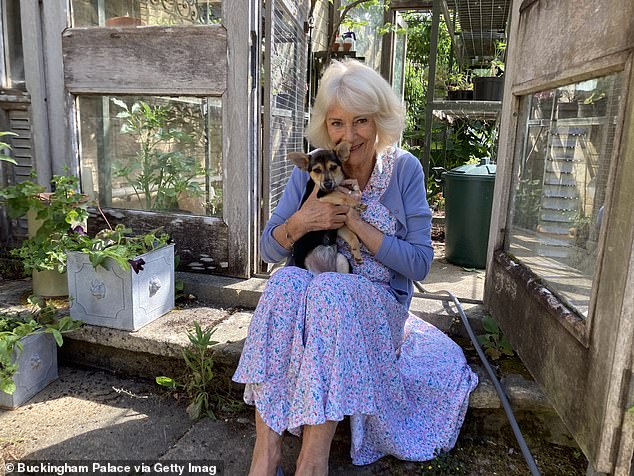 The Royal Pair Paws the Way: Jack Russell Fever Soars by 75% in Britain!