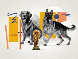 British Media’s Misleading Coverage of Stray Dogs in Morocco Sparks Unusual Opportunities for Activists British Media’s Misleading Coverage of Stray Dogs in Morocco Sparks Unusual Opportunities for Activists