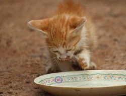 Can Cats Drink Milk? Discover the Surprising Truth! Can Cats Drink Milk? Discover the Surprising Truth!