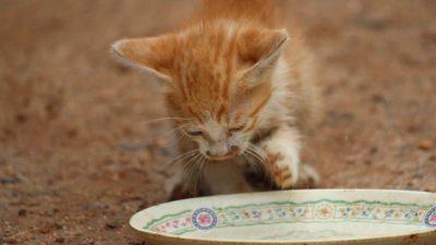 Can Cats Drink Milk? Discover the Surprising Truth!