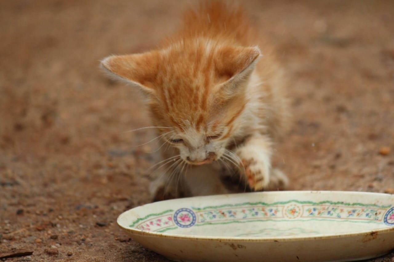 Can Cats Drink Milk? Discover the Surprising Truth!