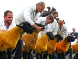 Animal Rights Group Calls for End to ‘Cruel’ Highland Show Livestock Parade Animal Rights Group Calls for End to ‘Cruel’ Highland Show Livestock Parade