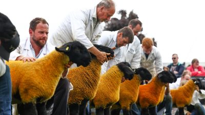 Animal Rights Group Calls for End to ‘Cruel’ Highland Show Livestock Parade