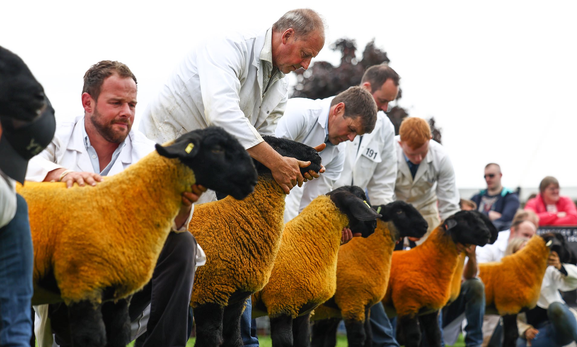 Animal Rights Group Calls for End to ‘Cruel’ Highland Show Livestock Parade
