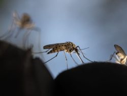 Hawaii Alerts: Zika Virus Returns After Six-Year Absence Hawaii Alerts: Zika Virus Returns After Six-Year Absence