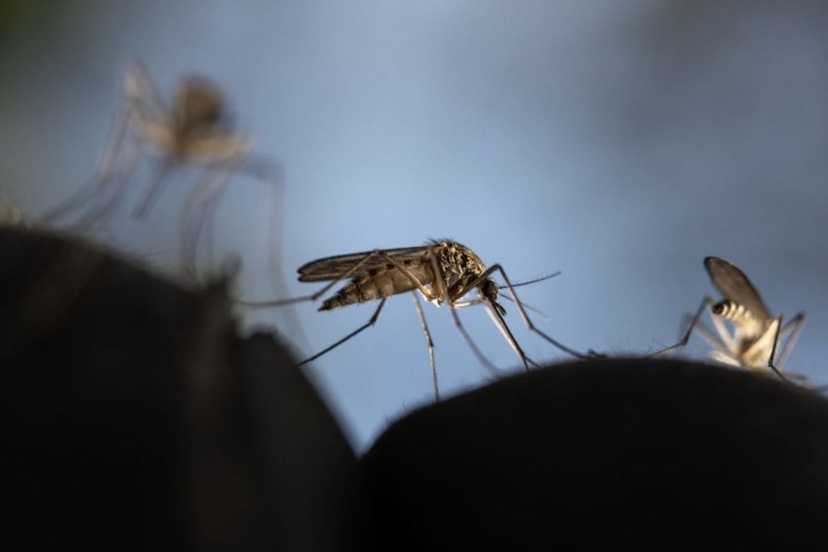 Hawaii Alerts: Zika Virus Returns After Six-Year Absence