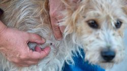 Is This Tick Season Set to Be America’s Worst Yet? Here’s What You Need to Know