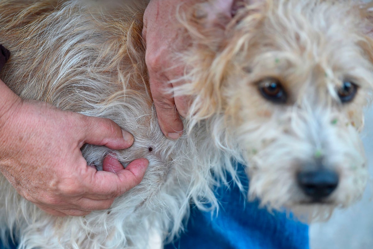 Is This Tick Season Set to Be America’s Worst Yet? Here’s What You Need to Know