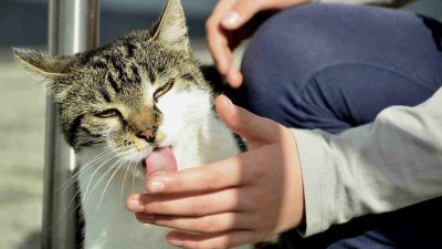 Why Cats Love to Lick You: An Expert Explains