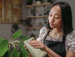5 Keajaiban Tersembunyi: Manfaat Menyeka Daun Tanaman di Cuaca Berembap