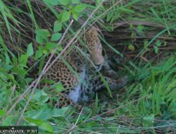 Leopard’s Reign of Terror Grips Jhapa’s Mechinagar – International Edition (English)