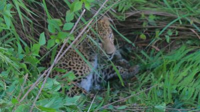Leopard’s Reign of Terror Grips Jhapa’s Mechinagar – International Edition (English)