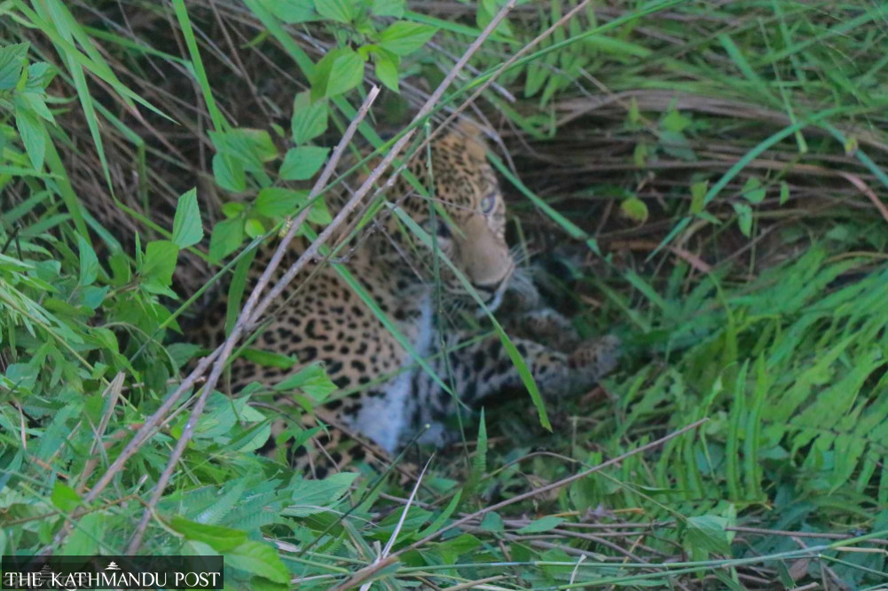 Leopard’s Reign of Terror Grips Jhapa’s Mechinagar – International Edition (English)