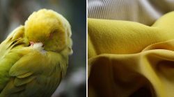 DNA Sequencing Pioneer Among Earthshot Prize Finalists: Revolutionizing Sustainable Clothing Dyes
