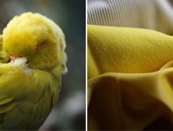 DNA Sequencing Pioneer Among Earthshot Prize Finalists: Revolutionizing Sustainable Clothing Dyes