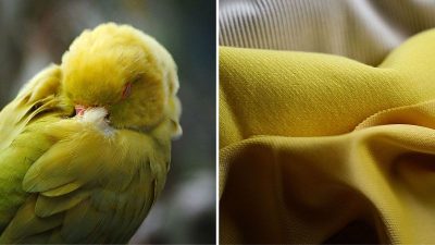 DNA Sequencing Pioneer Among Earthshot Prize Finalists: Revolutionizing Sustainable Clothing Dyes