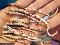 Mysterious Fungus-Like Object Discovered on Palpa’s Hills: An International Edition Exclusive Mysterious Fungus-Like Object Discovered on Palpa’s Hills: An International Edition Exclusive