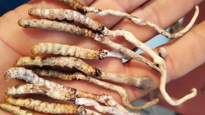Mysterious Fungus-Like Object Discovered on Palpa’s Hills: An International Edition Exclusive