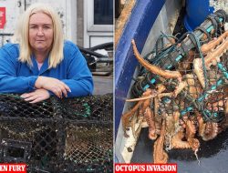 Octopuses Invade Coastal Waters: Furious Fishermen Blame Woke Regulations for Ruined Catch