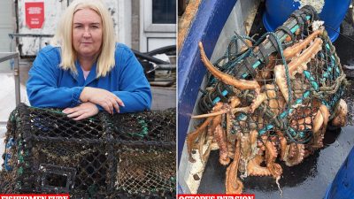 Octopuses Invade Coastal Waters: Furious Fishermen Blame Woke Regulations for Ruined Catch