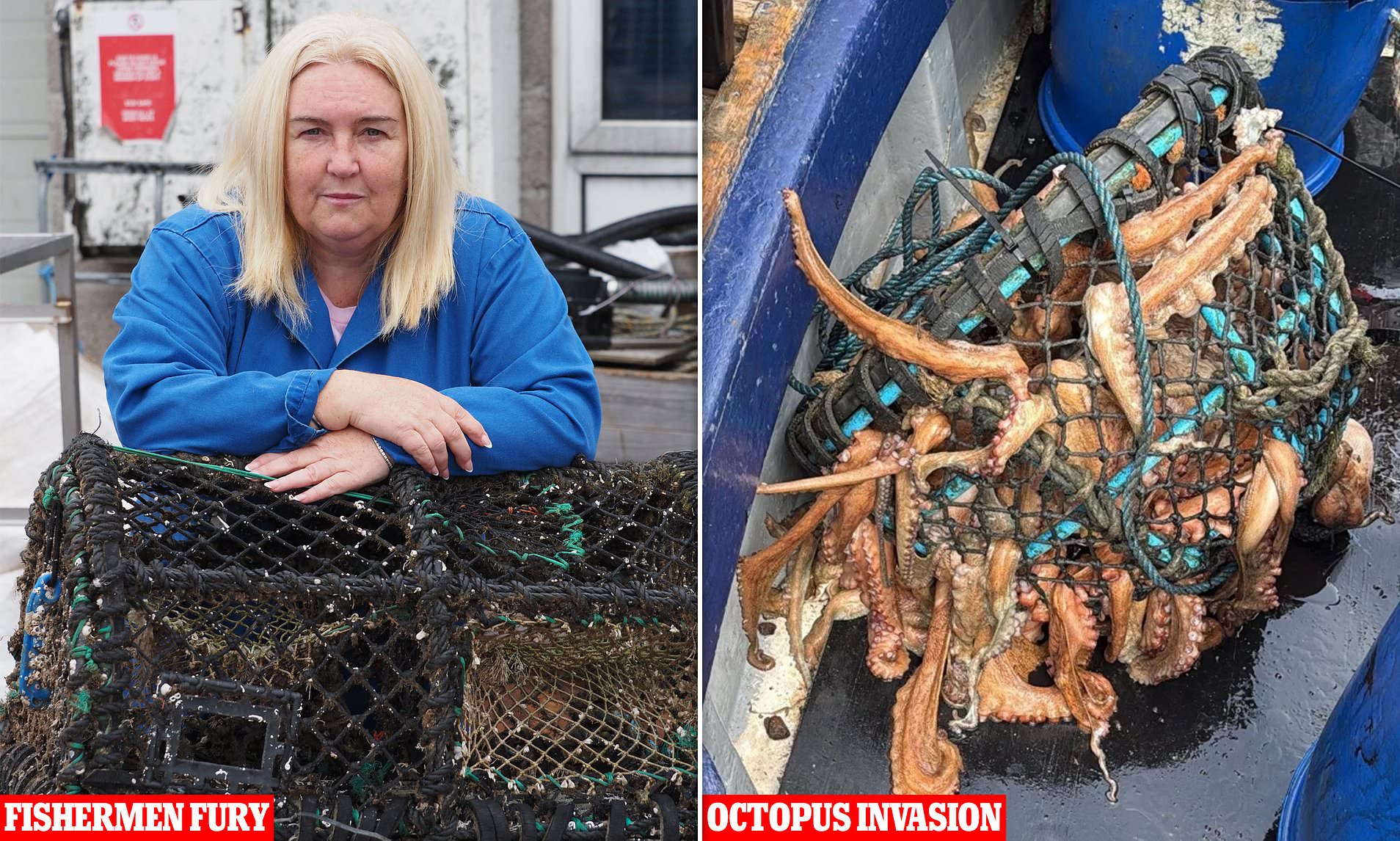 Octopuses Invade Coastal Waters: Furious Fishermen Blame Woke Regulations for Ruined Catch